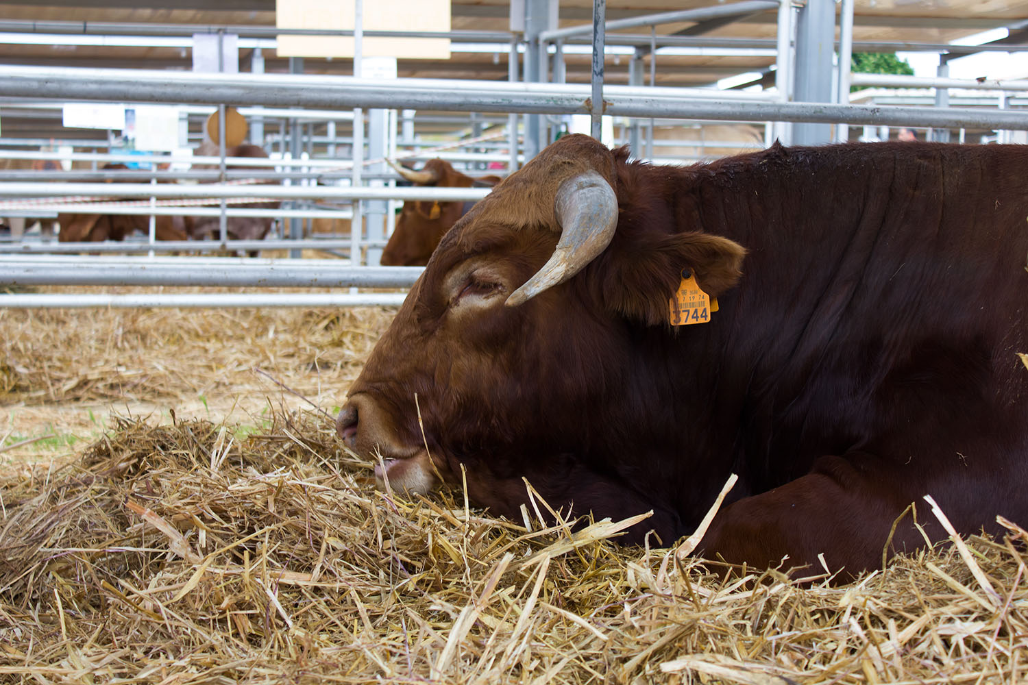 Carnalentejana na Feira Nacional de Agricultura 2018