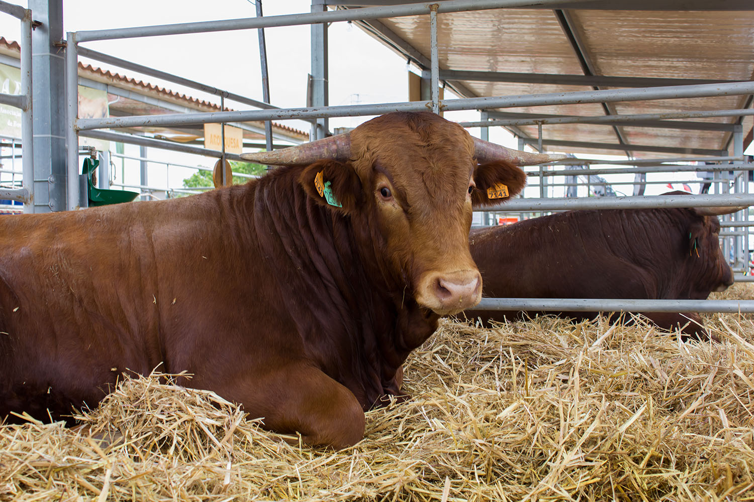 Carnalentejana na Feira Nacional de Agricultura 2018