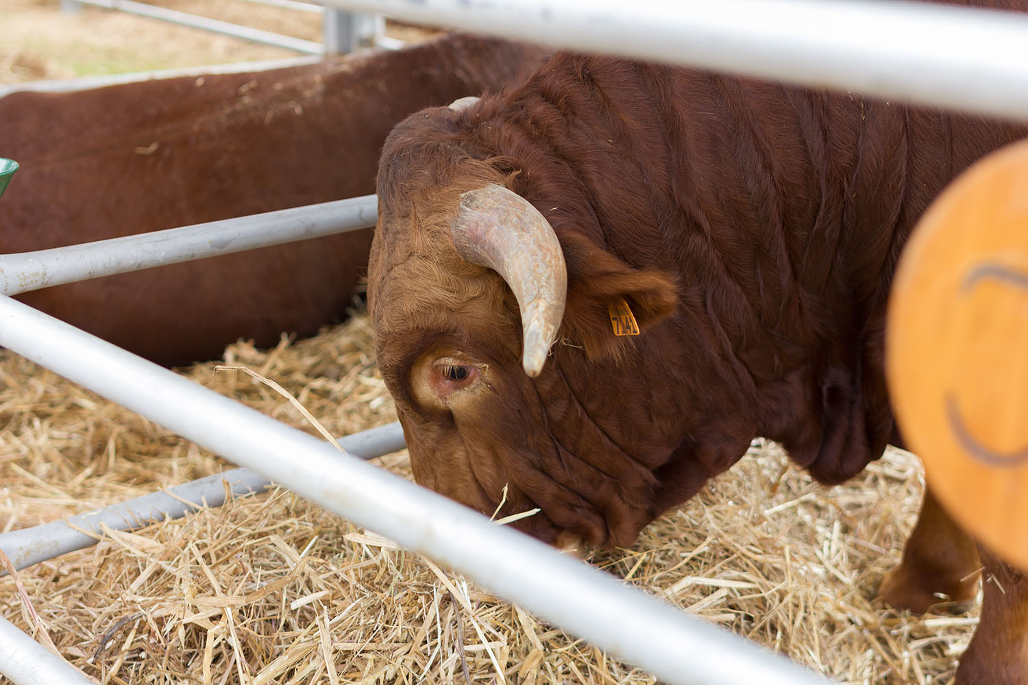 Carnalentejana na Feira Nacional de Agricultura 2018