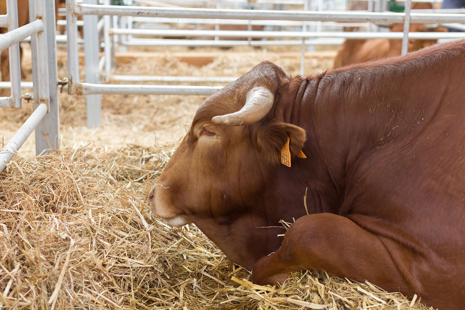 Carnalentejana na Feira Nacional de Agricultura 2018