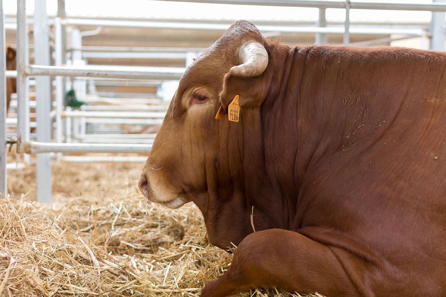 Carnalentejana na Feira Nacional de Agricultura 2018