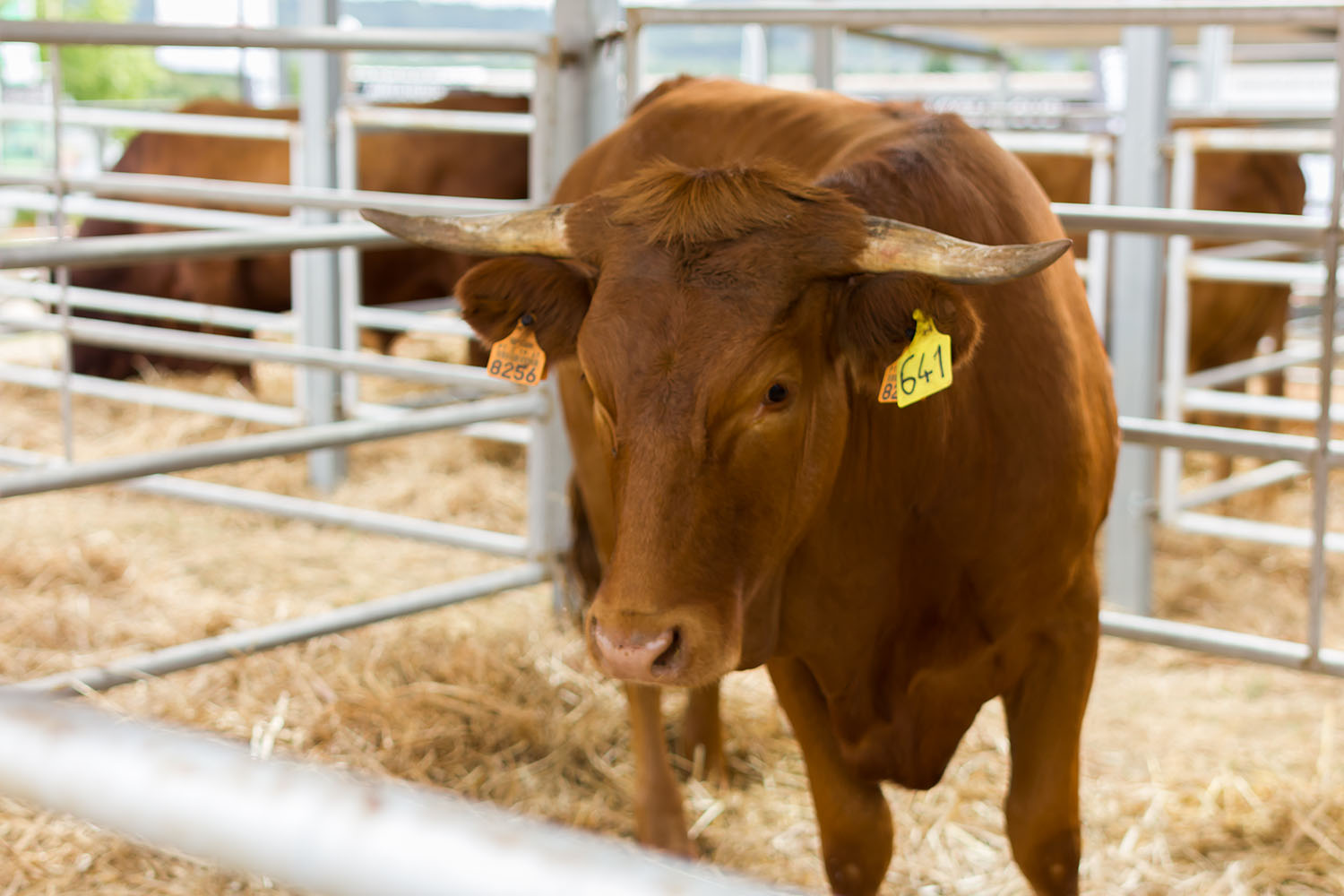 Carnalentejana na Feira Nacional de Agricultura 2018