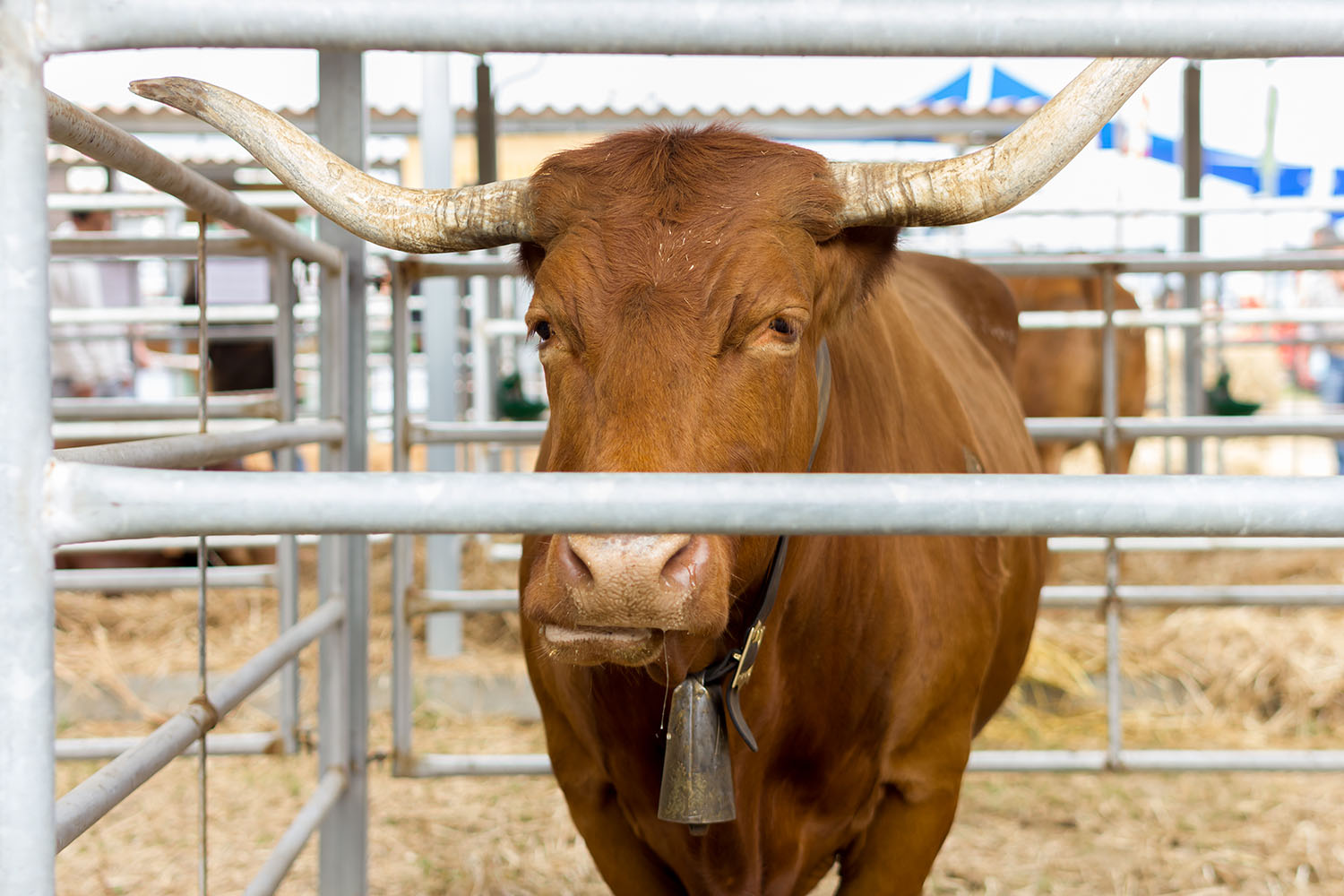 Carnalentejana na Feira Nacional de Agricultura 2018